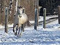 Impressionen vom Schwankhof